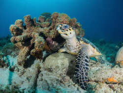 A nice turtle resting. The picture is taken in Curacao by Brenda De Vries 